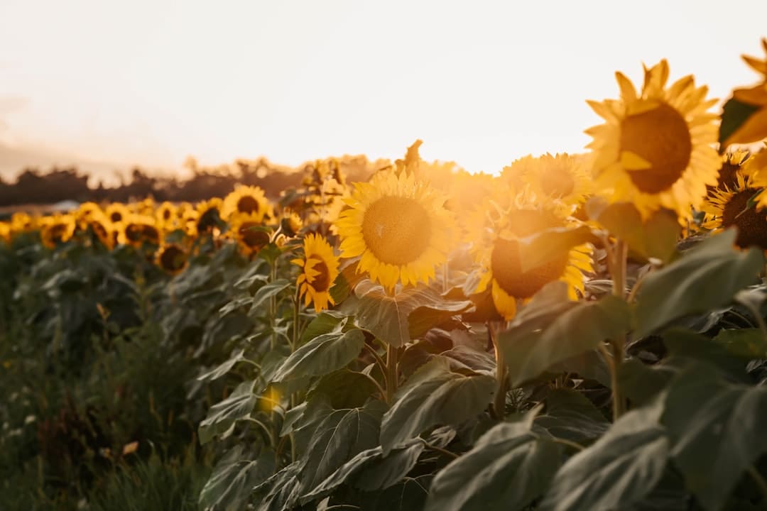 宋佳佟丽娅电影《轻于鸿毛》七夕定量点映 带上姐妹一同高兴动身